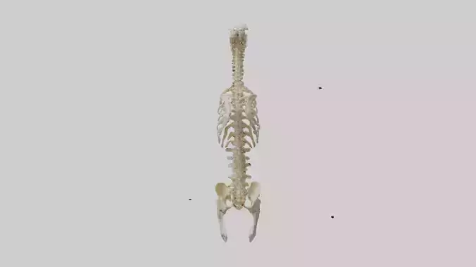Human Spine Skeleton model