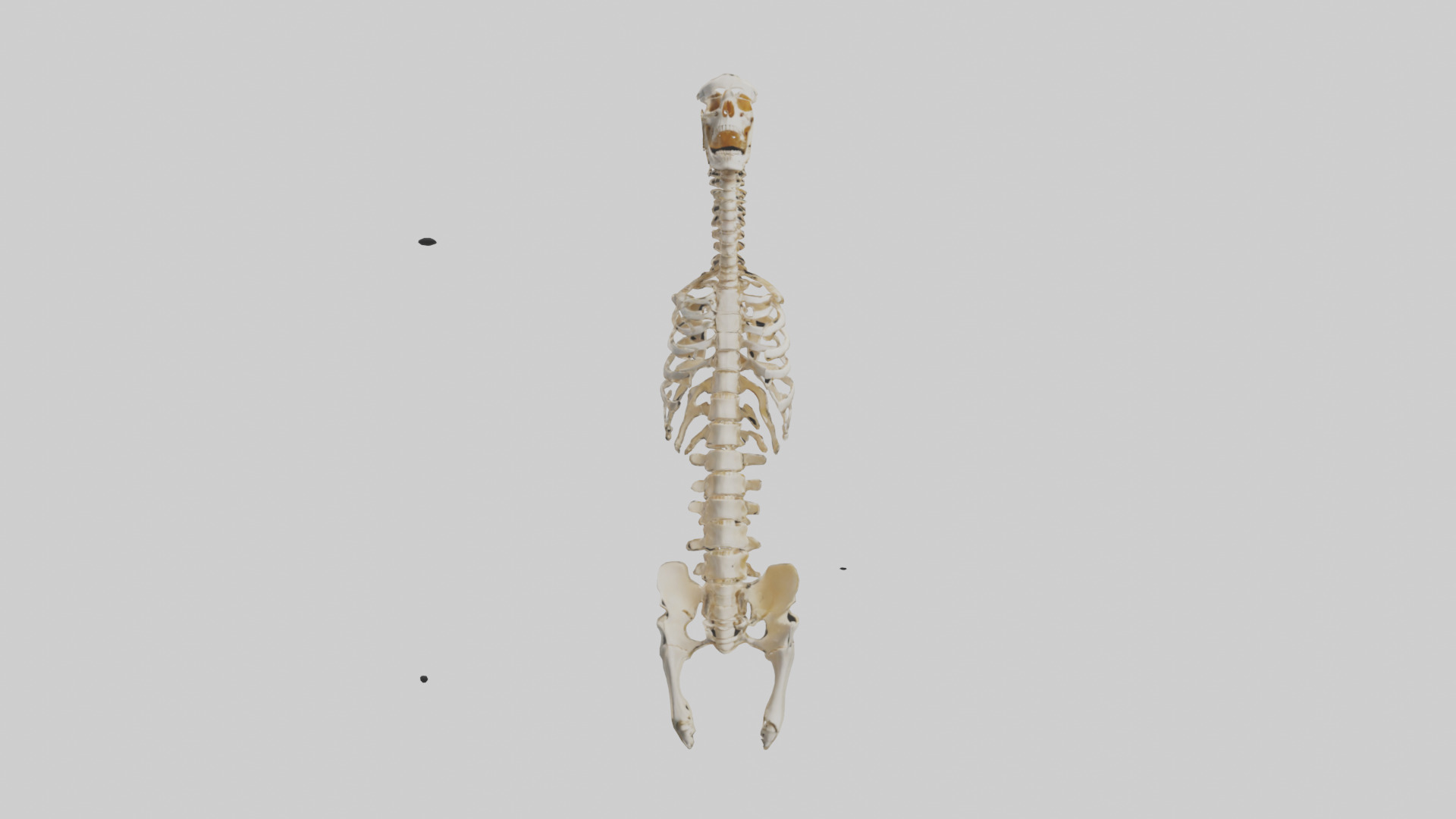 Human Spine Skeleton model Low-poly 3D model_9