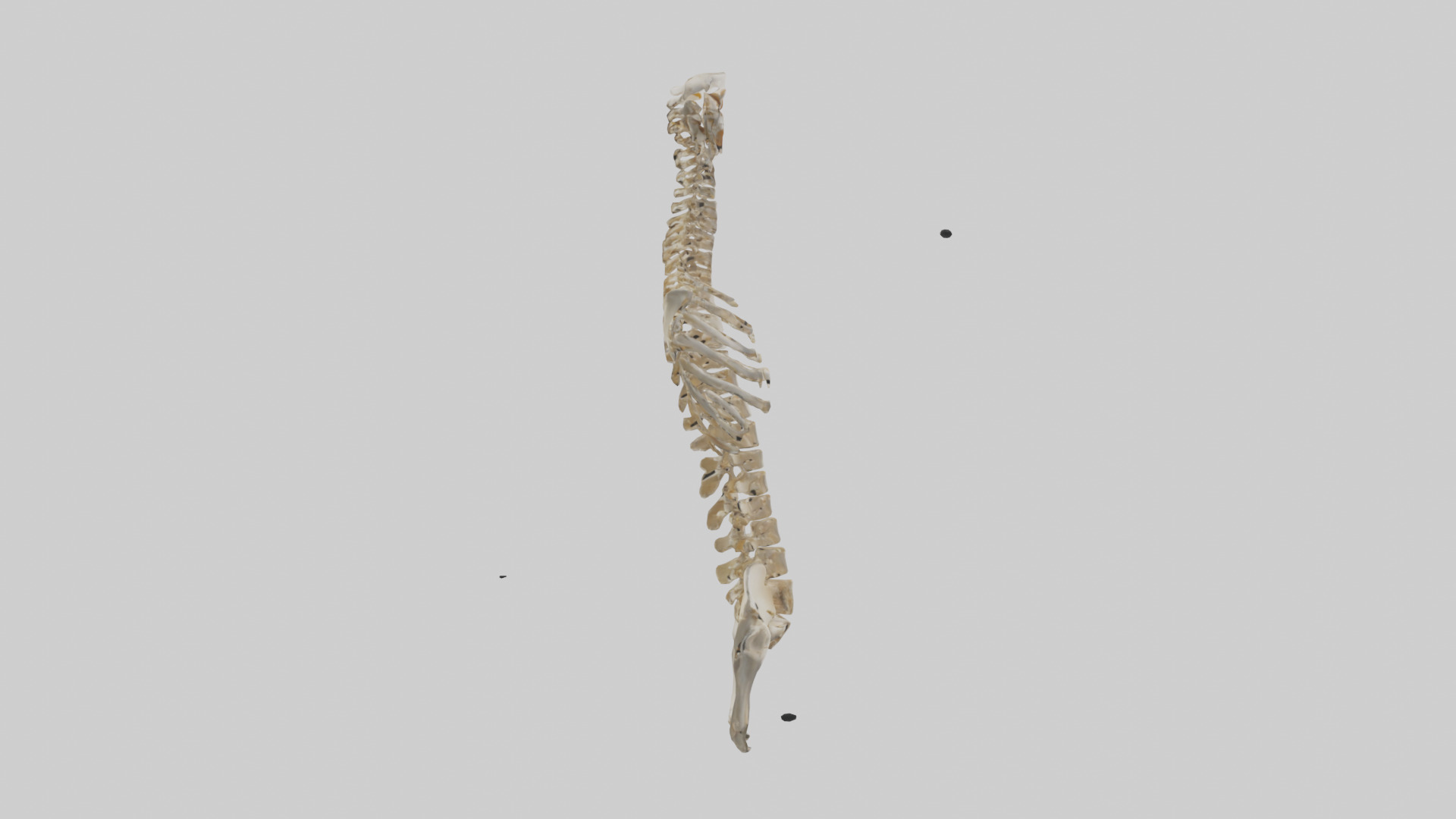 Human Spine Skeleton model Low-poly 3D model_13