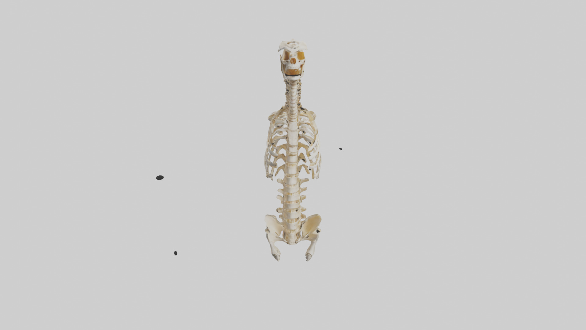 Human Spine Skeleton model Low-poly 3D model_16