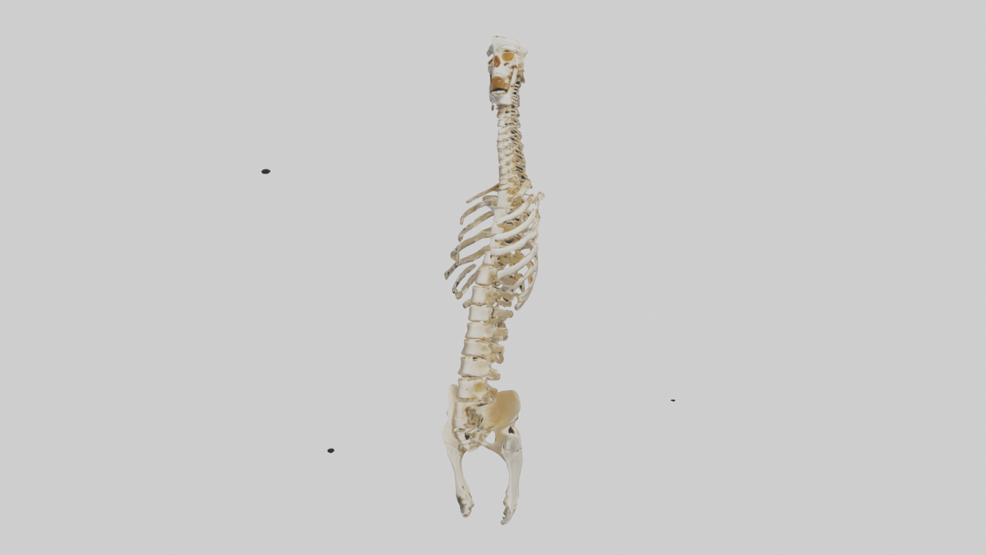 Human Spine Skeleton model Low-poly 3D model_10