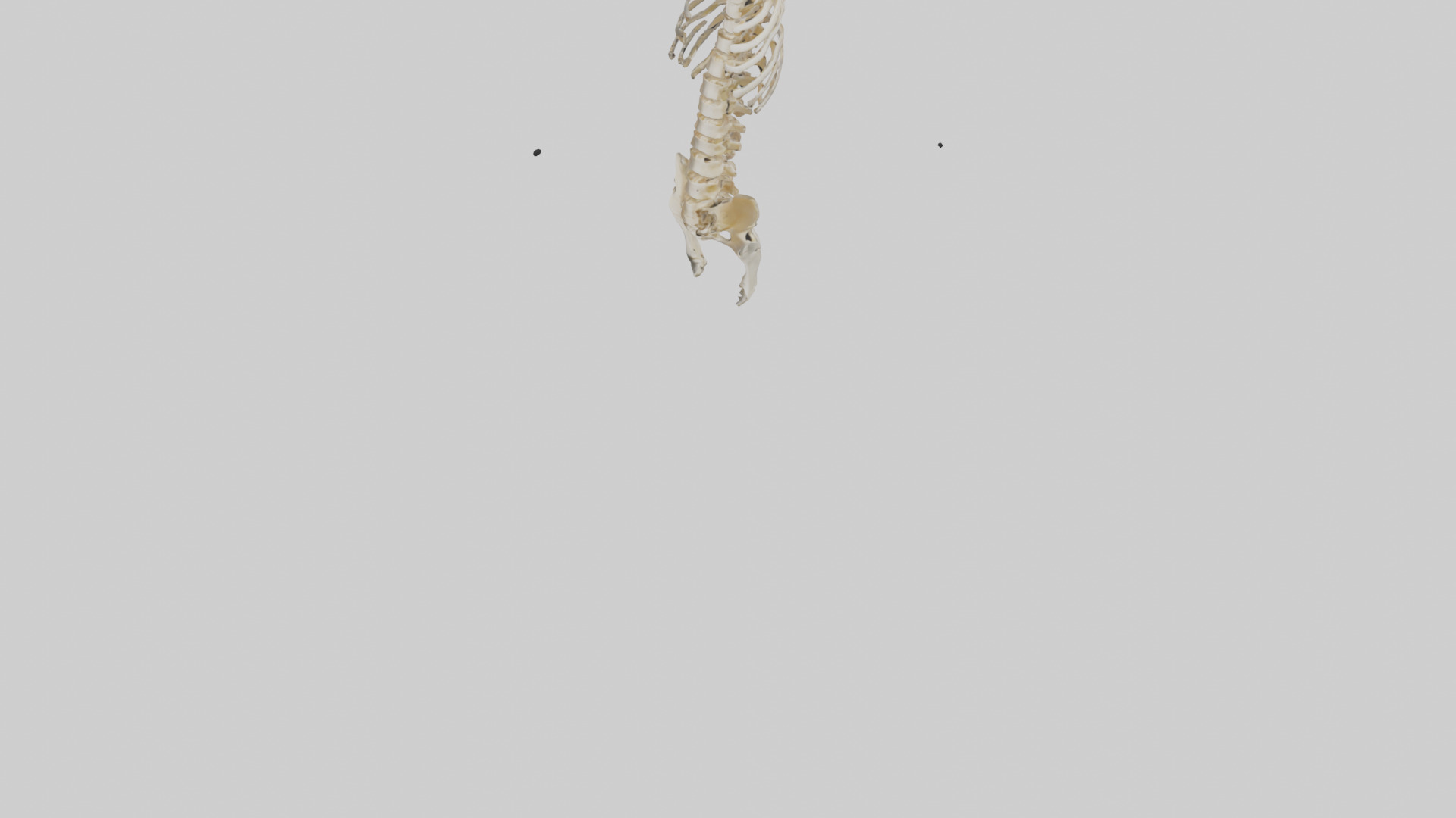 Human Spine Skeleton model Low-poly 3D model_5