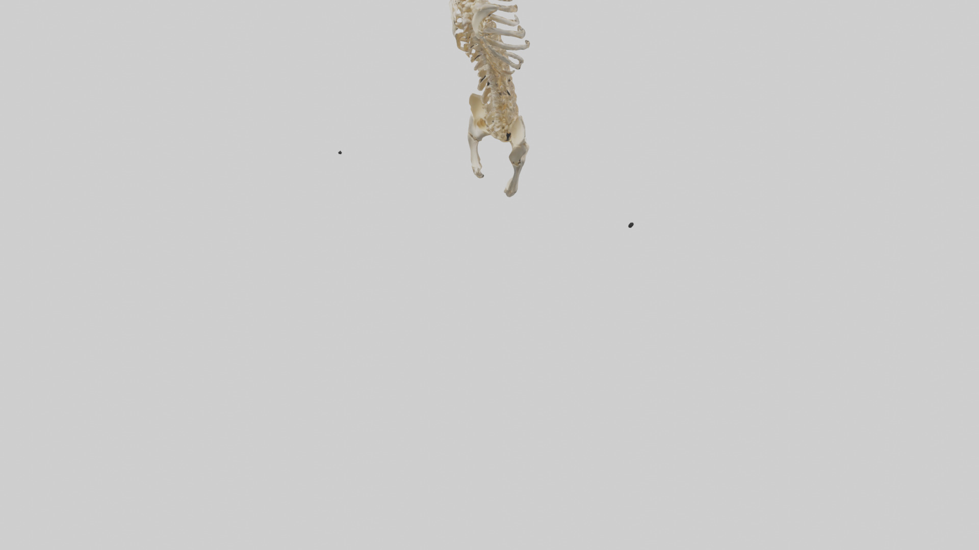 Human Spine Skeleton model Low-poly 3D model_4