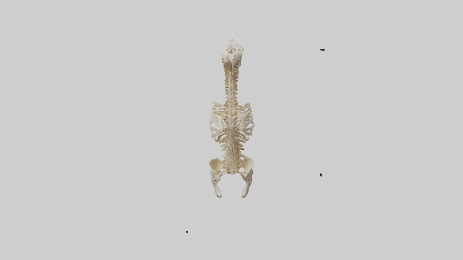 Human Spine Skeleton model Low-poly 3D model_15
