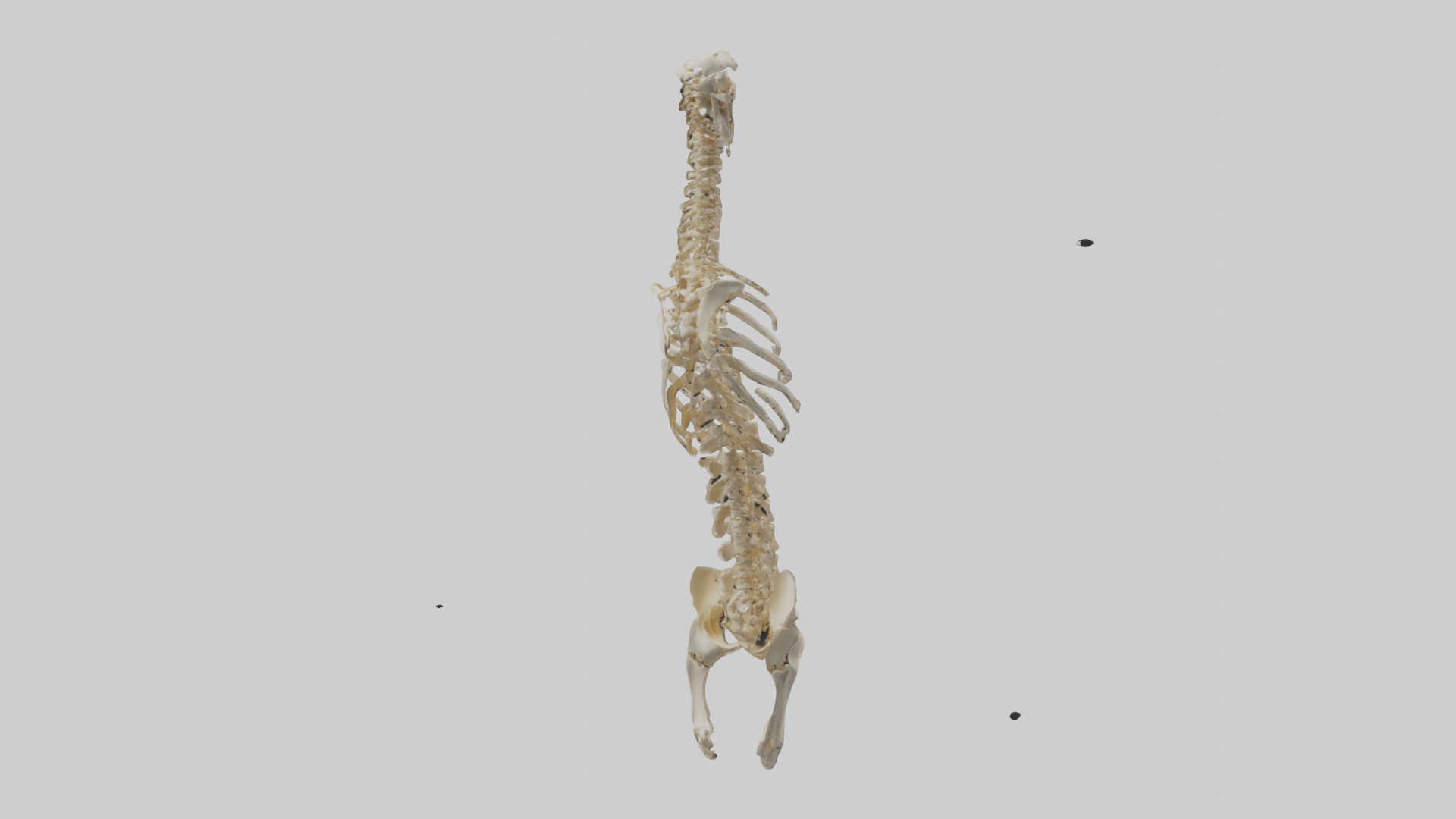 Human Spine Skeleton model Low-poly 3D model_2