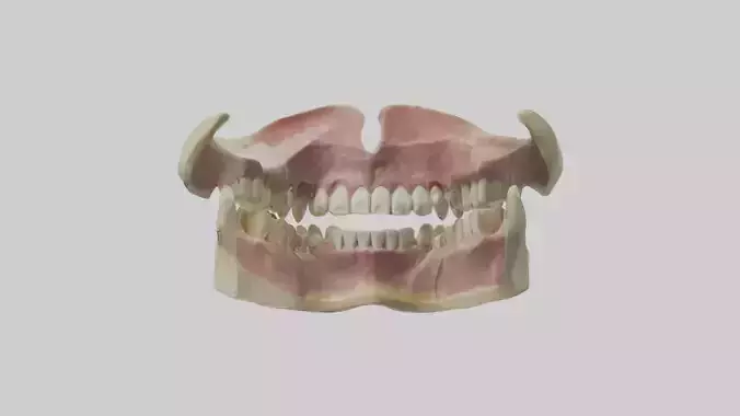 Human Teeth Skeleton model