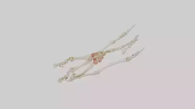 Human Toe Skeleton model Low-poly 3D model