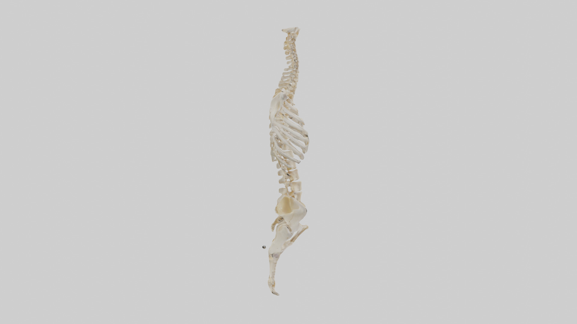 Human Vertebral Column Skeleton model Low-poly 3D model_13
