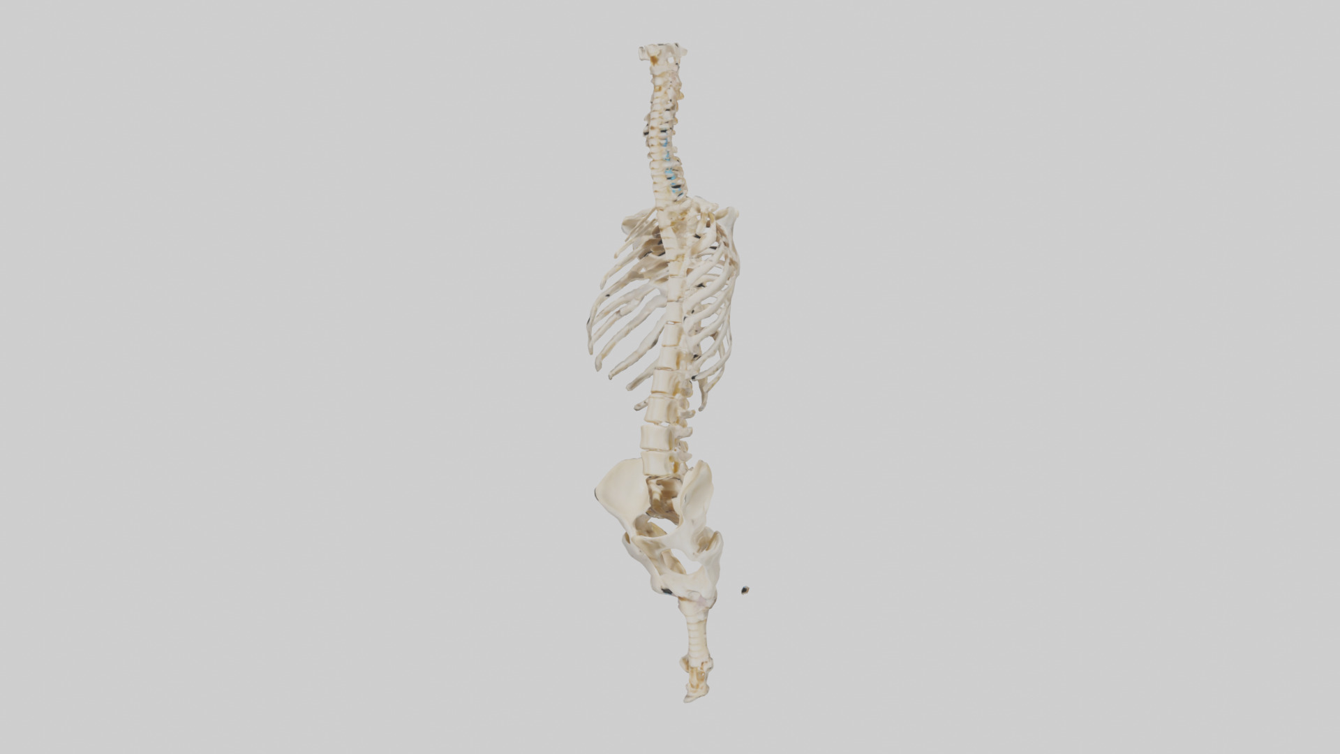 Human Vertebral Column Skeleton model Low-poly 3D model_8