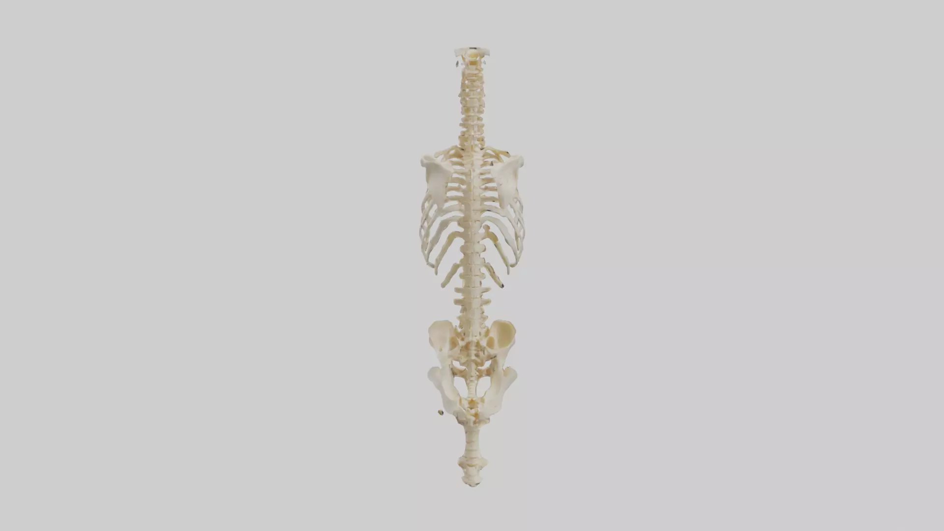 Human Vertebral Column Skeleton model Low-poly 3D model_0