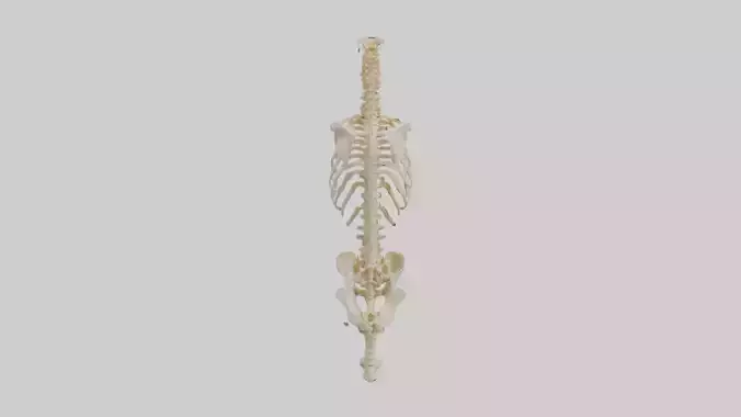 Human Vertebral Column Skeleton model