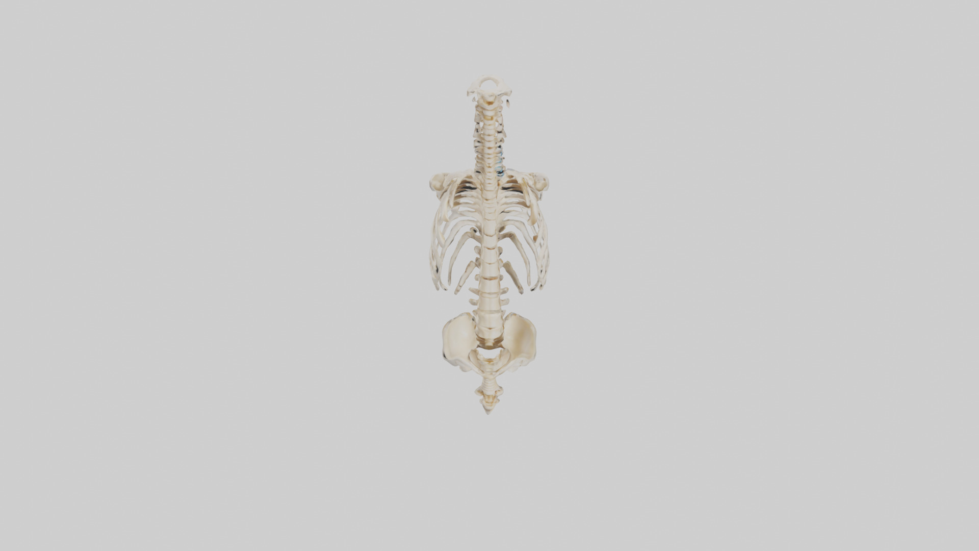 Human Vertebral Column Skeleton model Low-poly 3D model_16