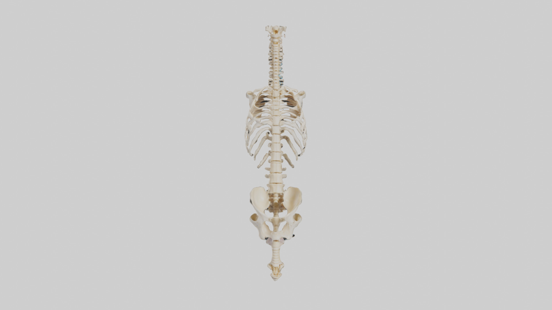 Human Vertebral Column Skeleton model Low-poly 3D model_9