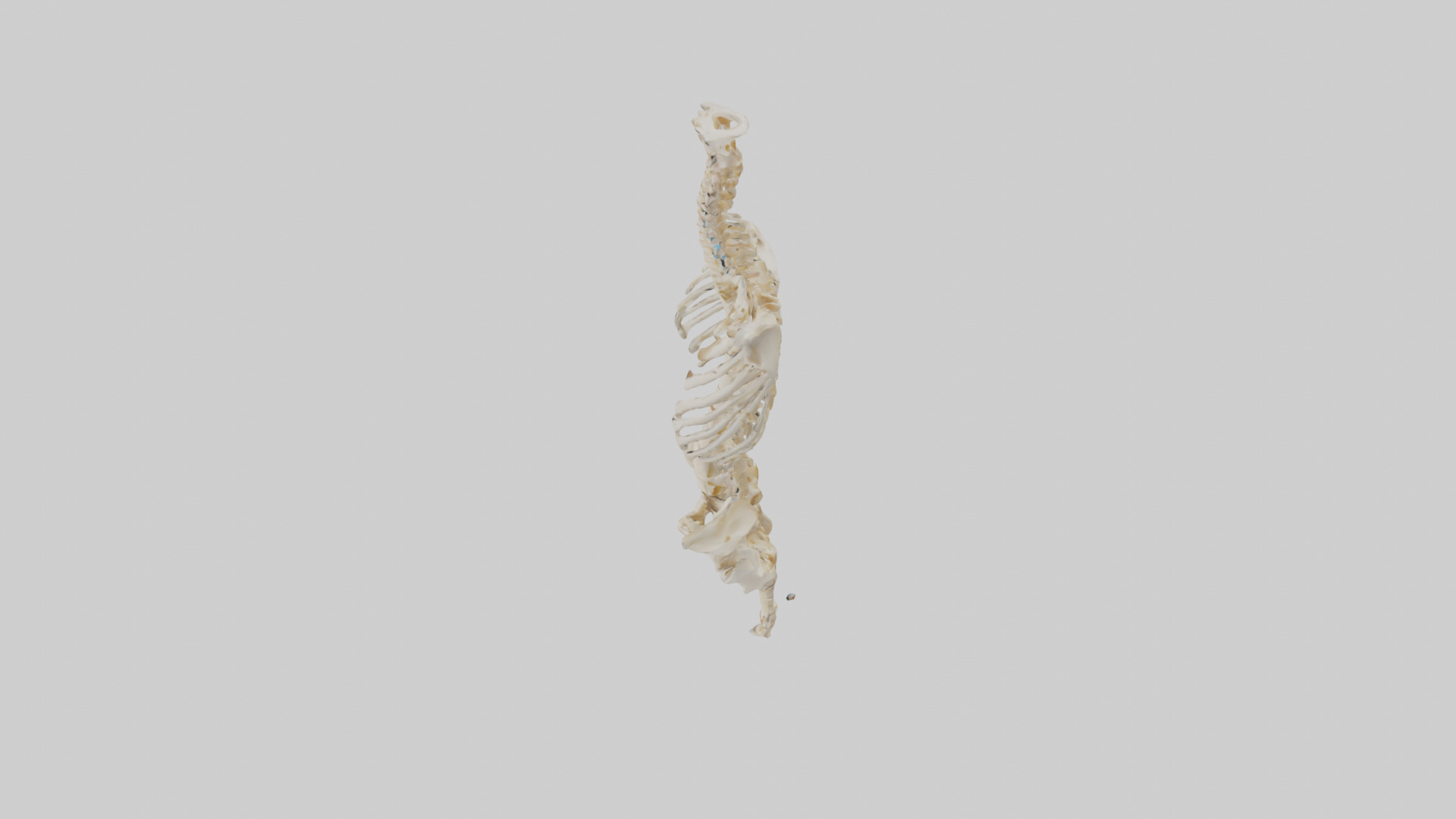 Human Vertebral Column Skeleton model Low-poly 3D model_17