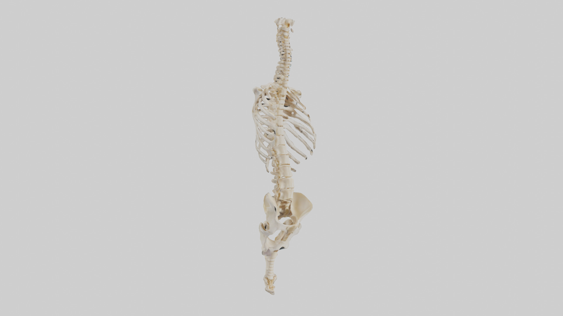 Human Vertebral Column Skeleton model Low-poly 3D model_7