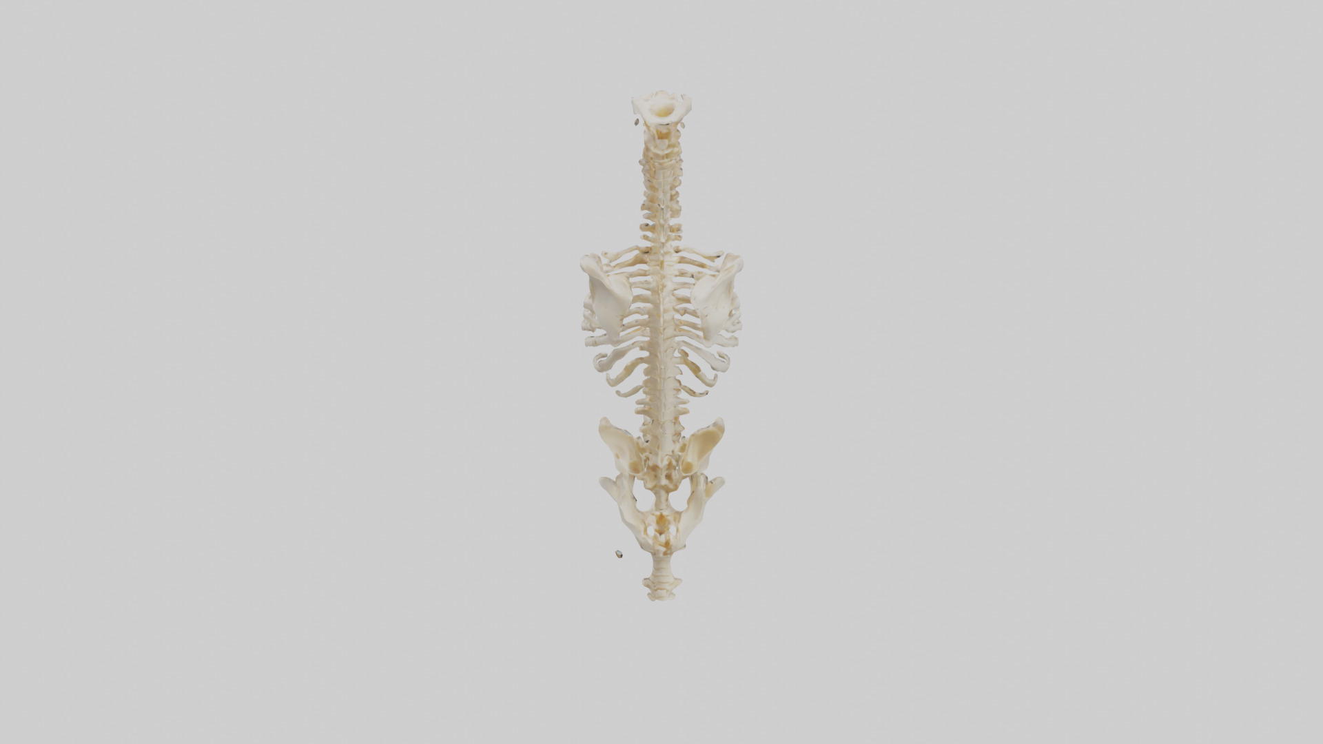 Human Vertebral Column Skeleton model Low-poly 3D model_15