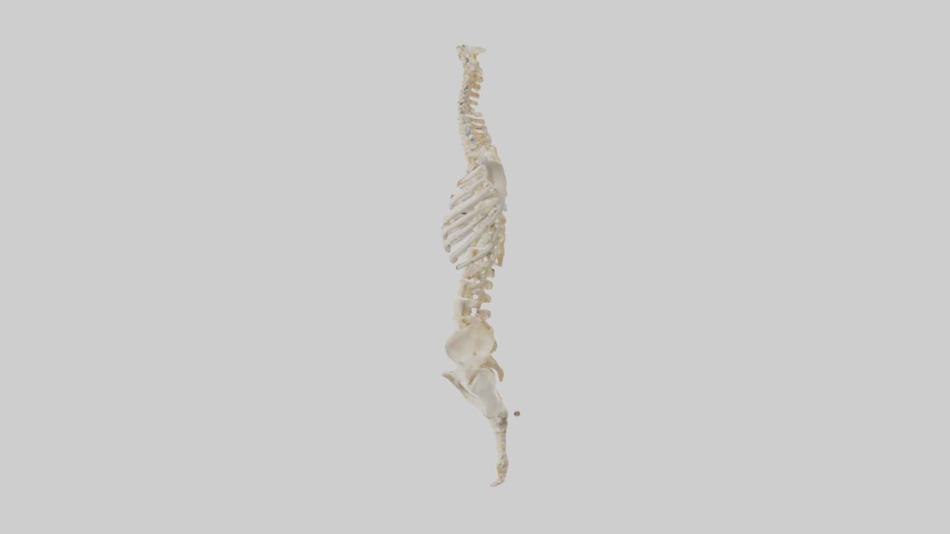 Human Vertebral Column Skeleton model Low-poly 3D model_12