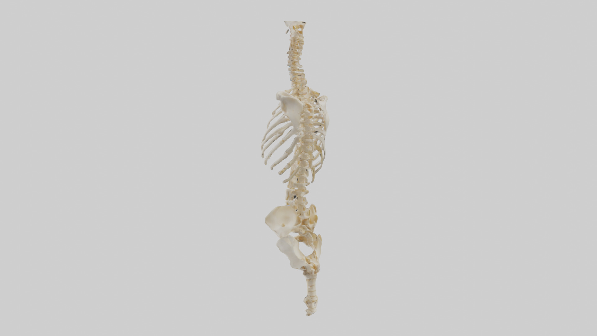 Human Vertebral Column Skeleton model Low-poly 3D model_1