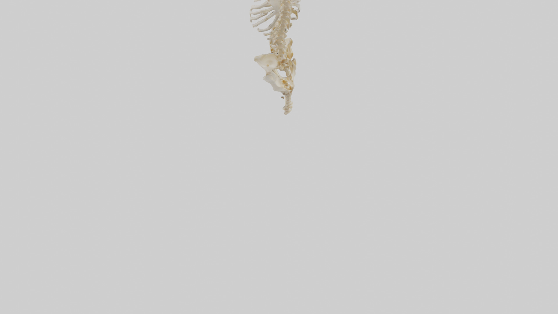 Human Vertebral Column Skeleton model Low-poly 3D model_3