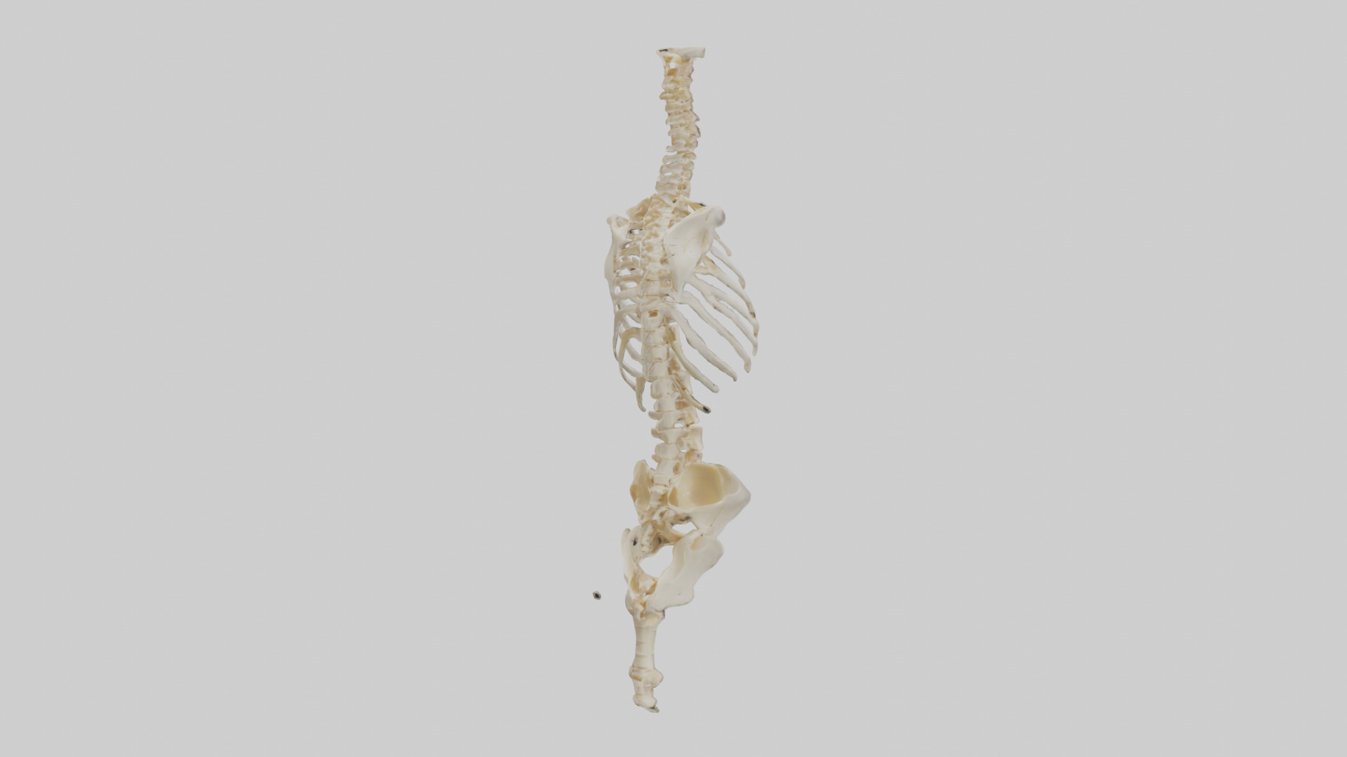 Human Vertebral Column Skeleton model Low-poly 3D model_2