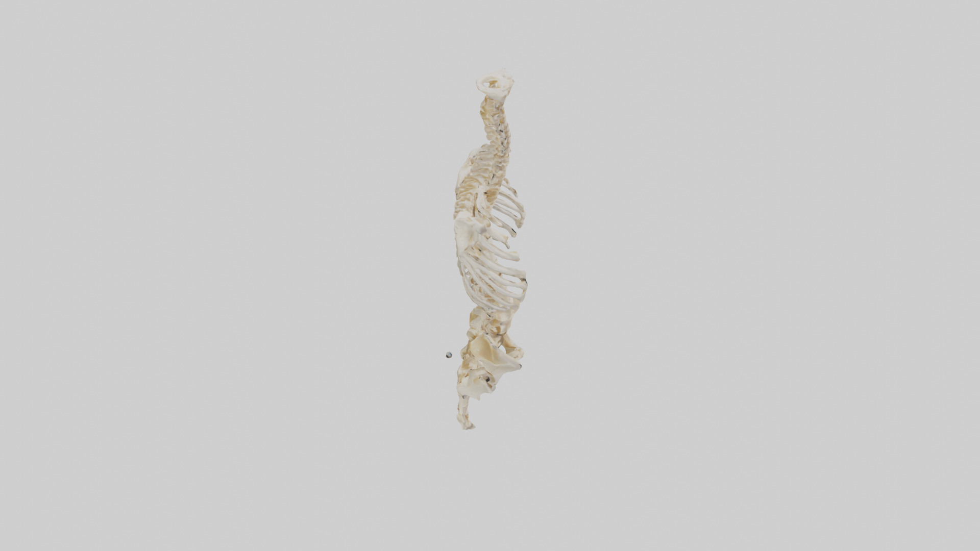 Human Vertebral Column Skeleton model Low-poly 3D model_18