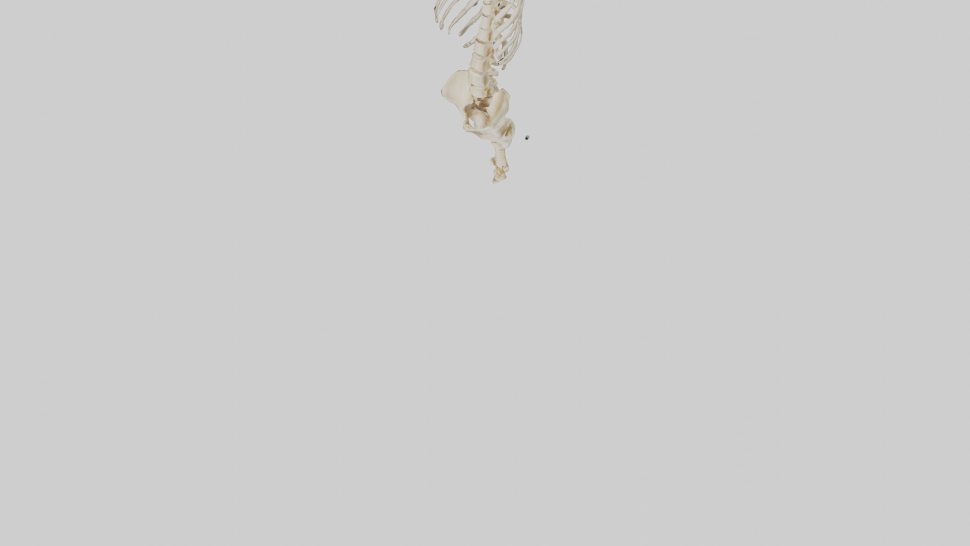 Human Vertebral Column Skeleton model Low-poly 3D model_5