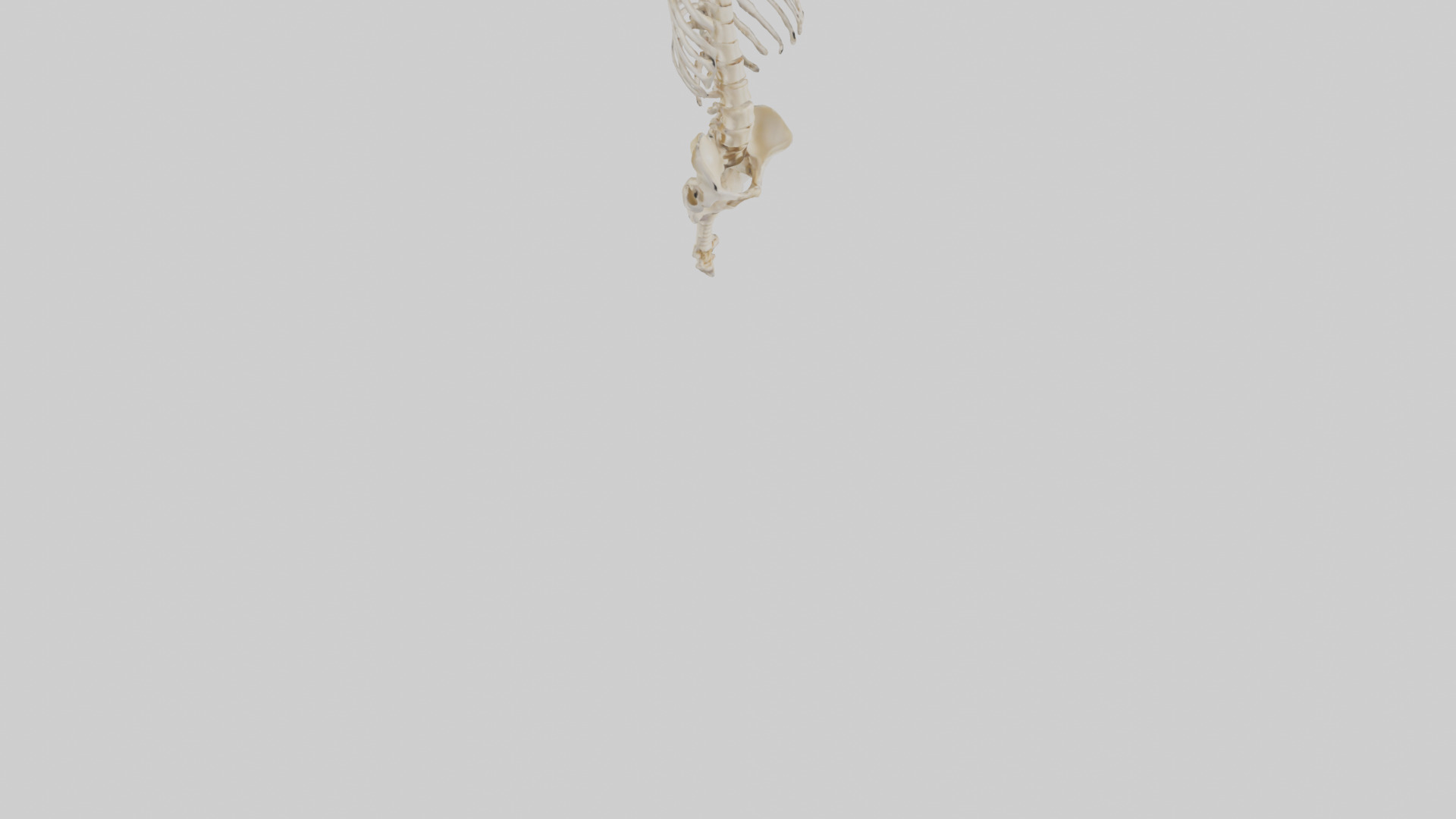 Human Vertebral Column Skeleton model Low-poly 3D model_6