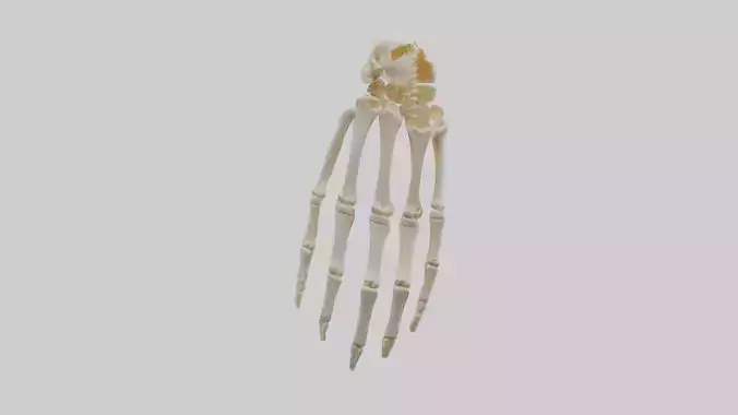 Human Wrist Skeleton model