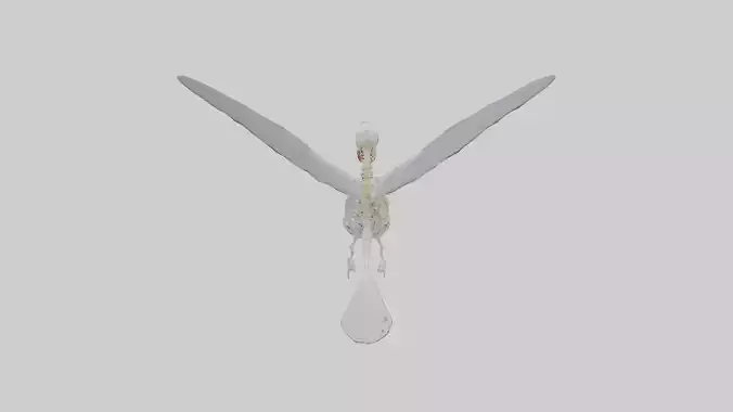 ummingbird Skeleton model Low-poly 3D model