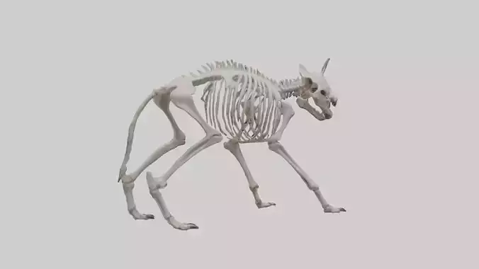 Hyena Skeleton model