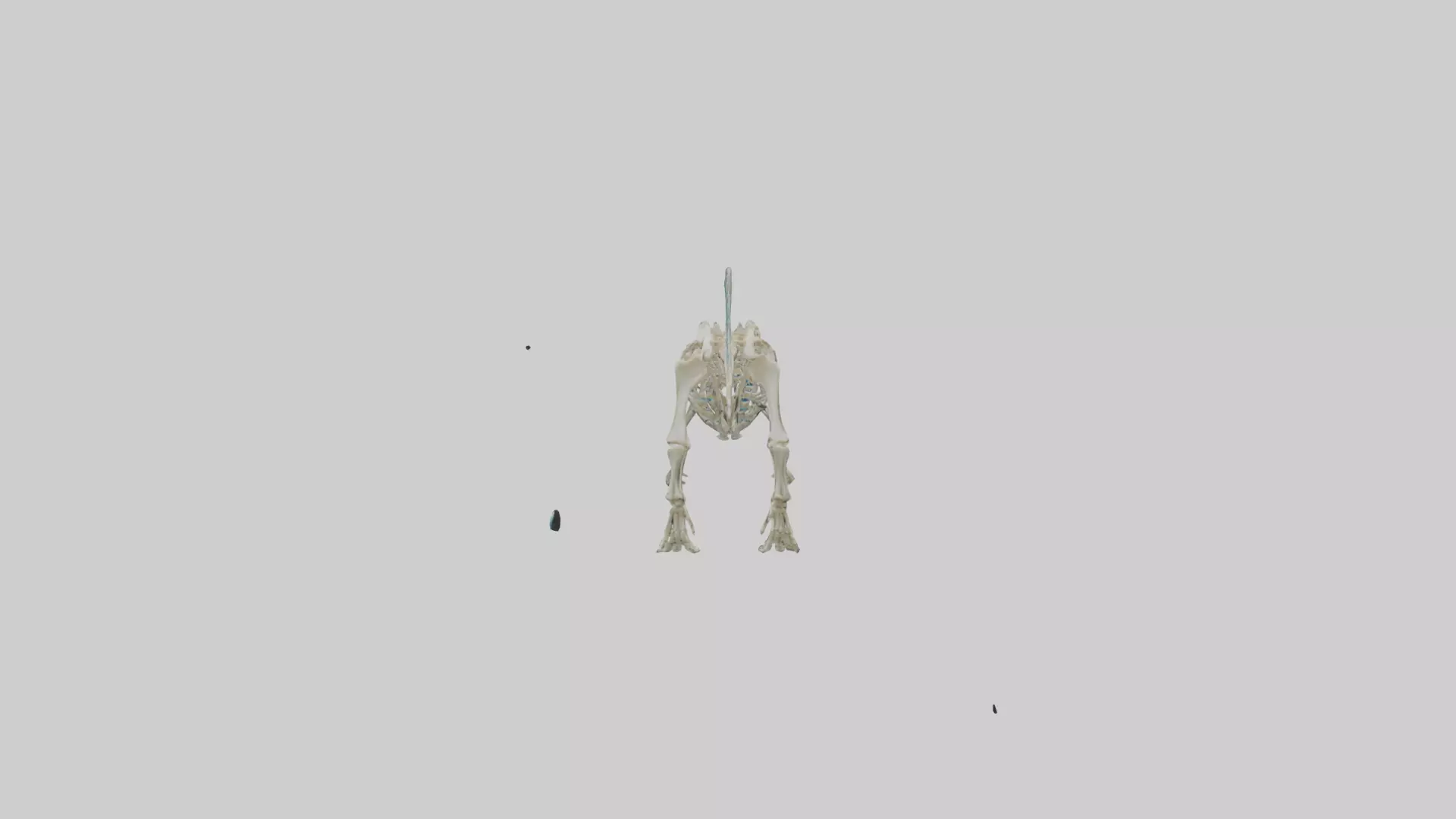 chthyosaurus Skeleton model Low-poly 3D model_0