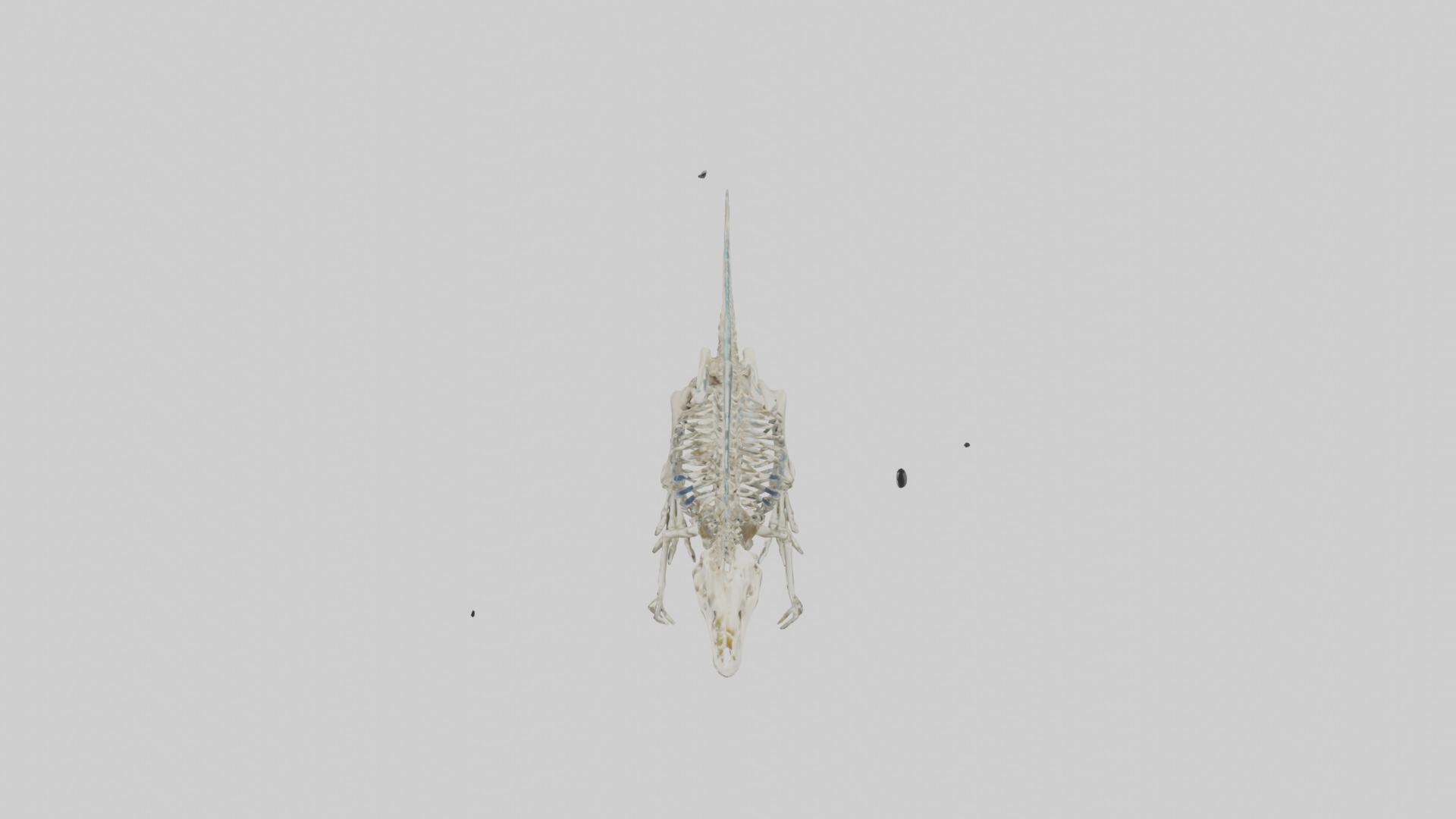 chthyosaurus Skeleton model Low-poly 3D model_16