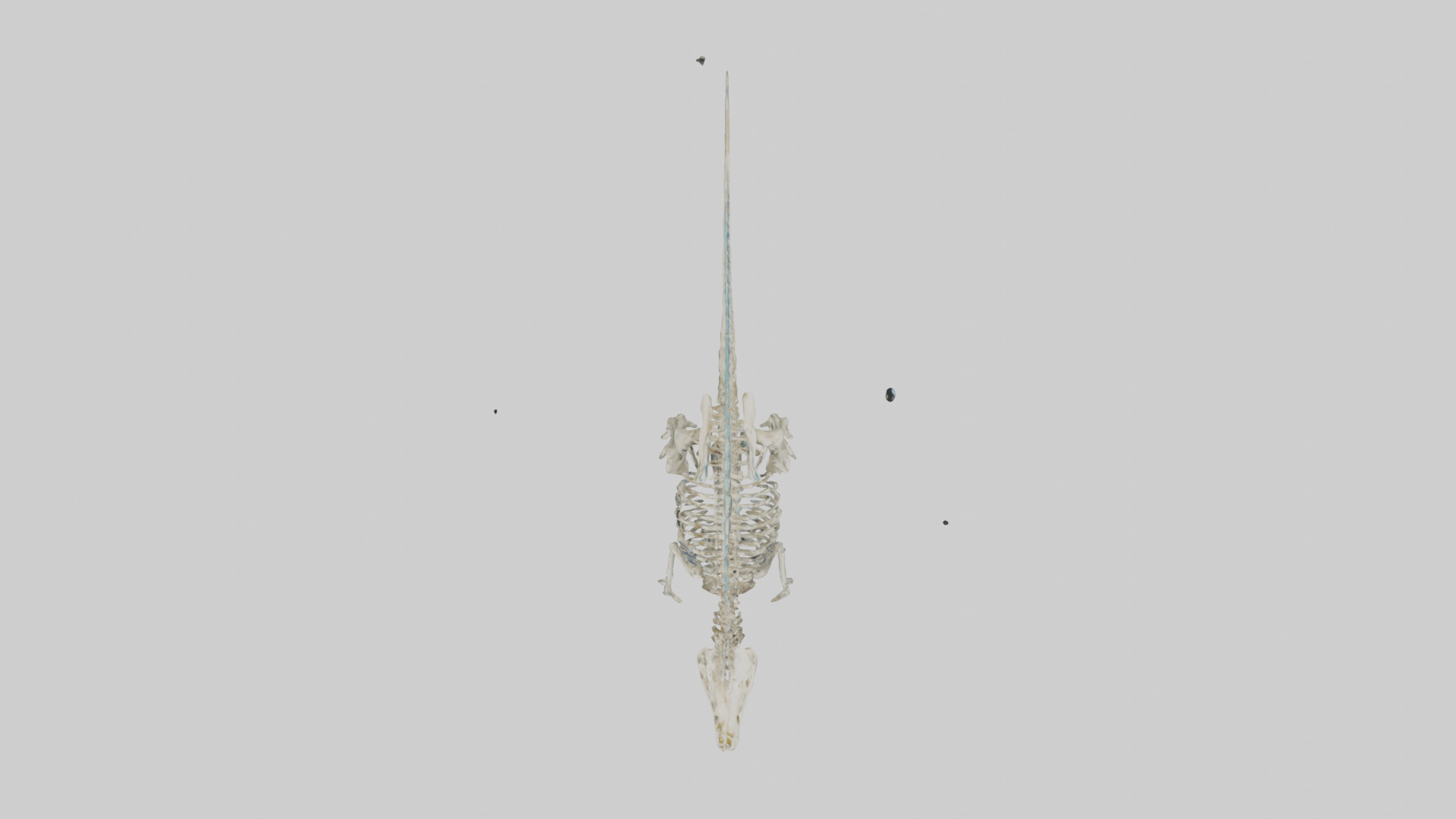 chthyosaurus Skeleton model Low-poly 3D model_14