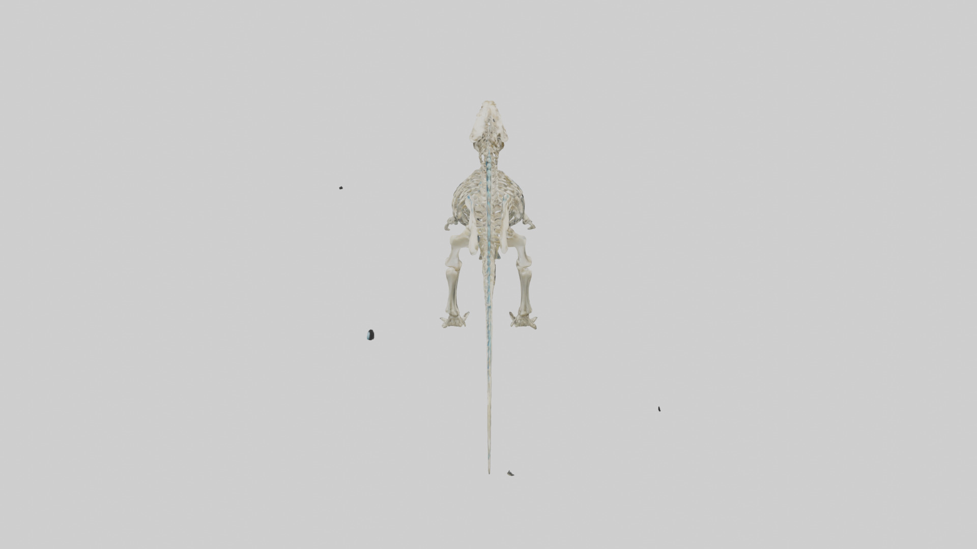 chthyosaurus Skeleton model Low-poly 3D model_15