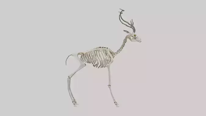 Impala Skeleton model
