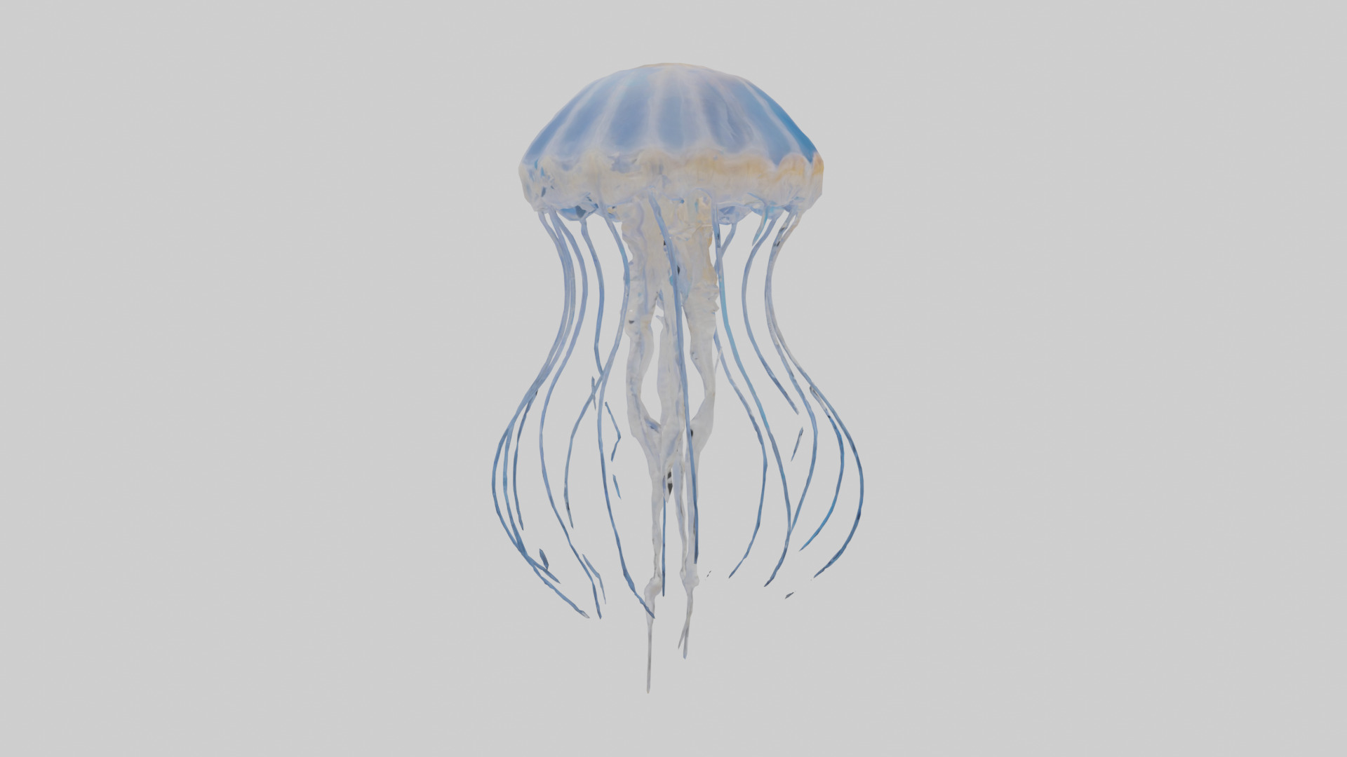 Jellyfish Skeleton model Low-poly 3D model_13