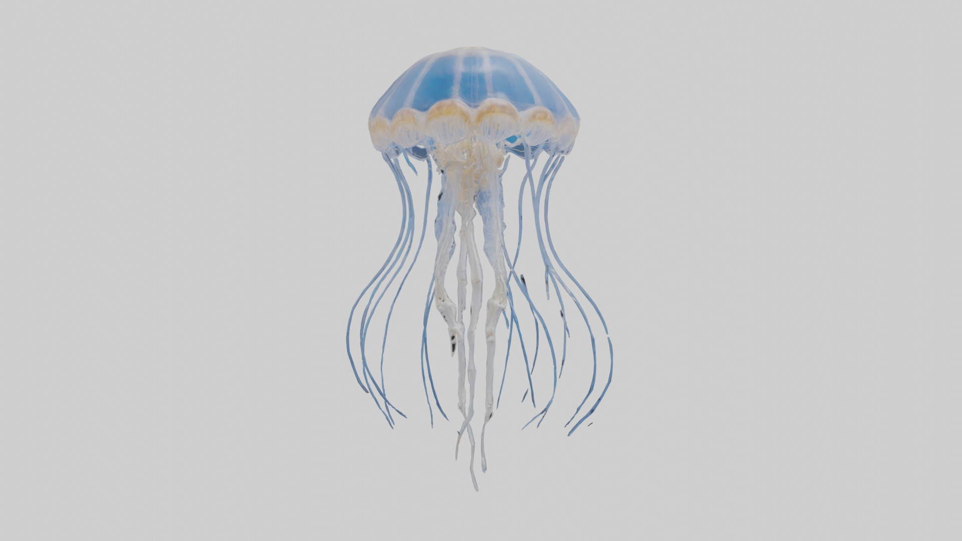 Jellyfish Skeleton model Low-poly 3D model_9