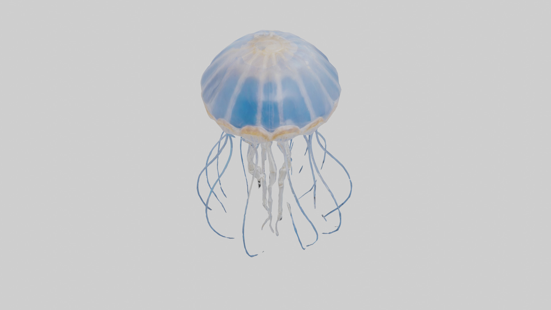 Jellyfish Skeleton model Low-poly 3D model_16