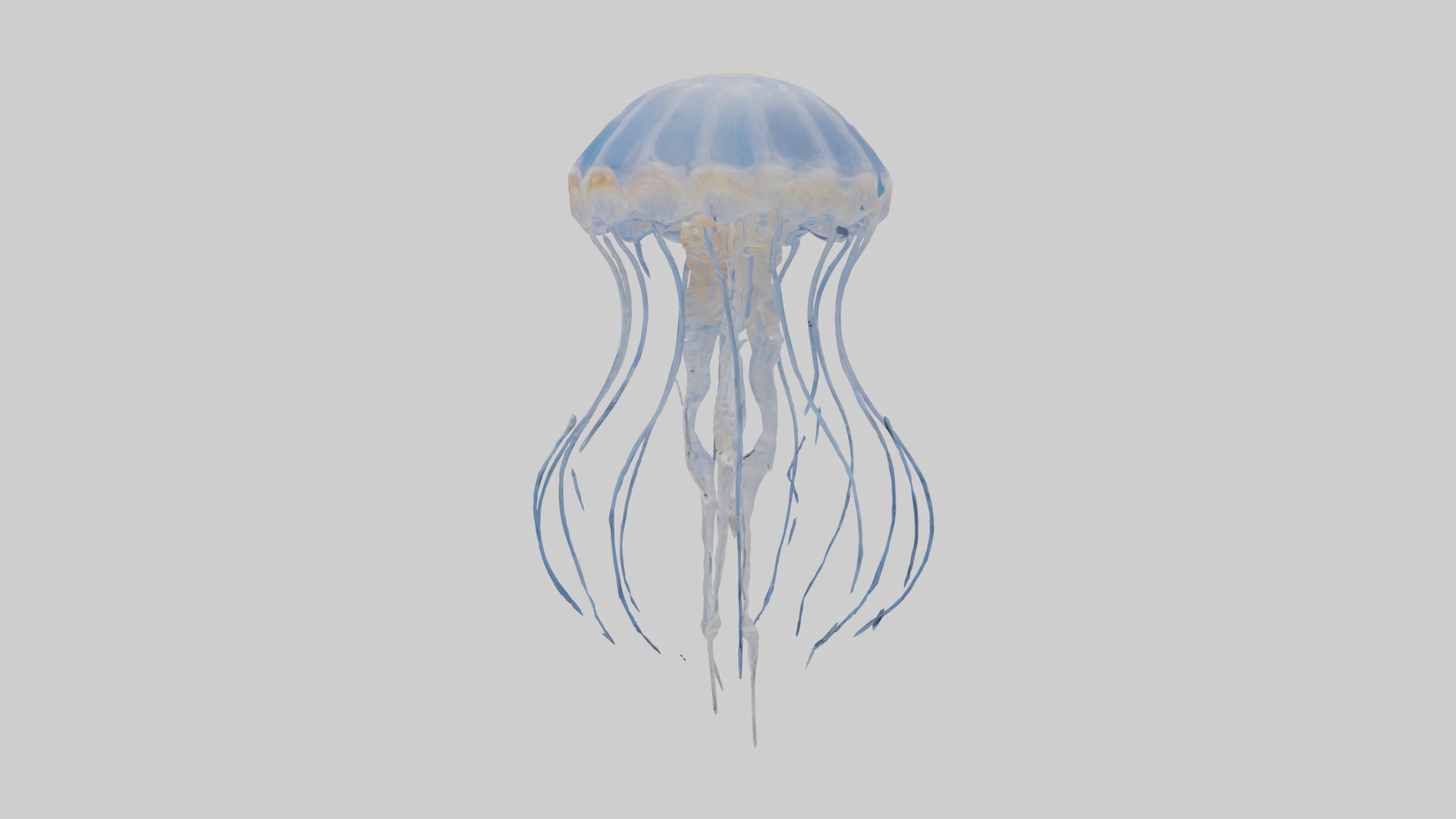 Jellyfish Skeleton model Low-poly 3D model_12