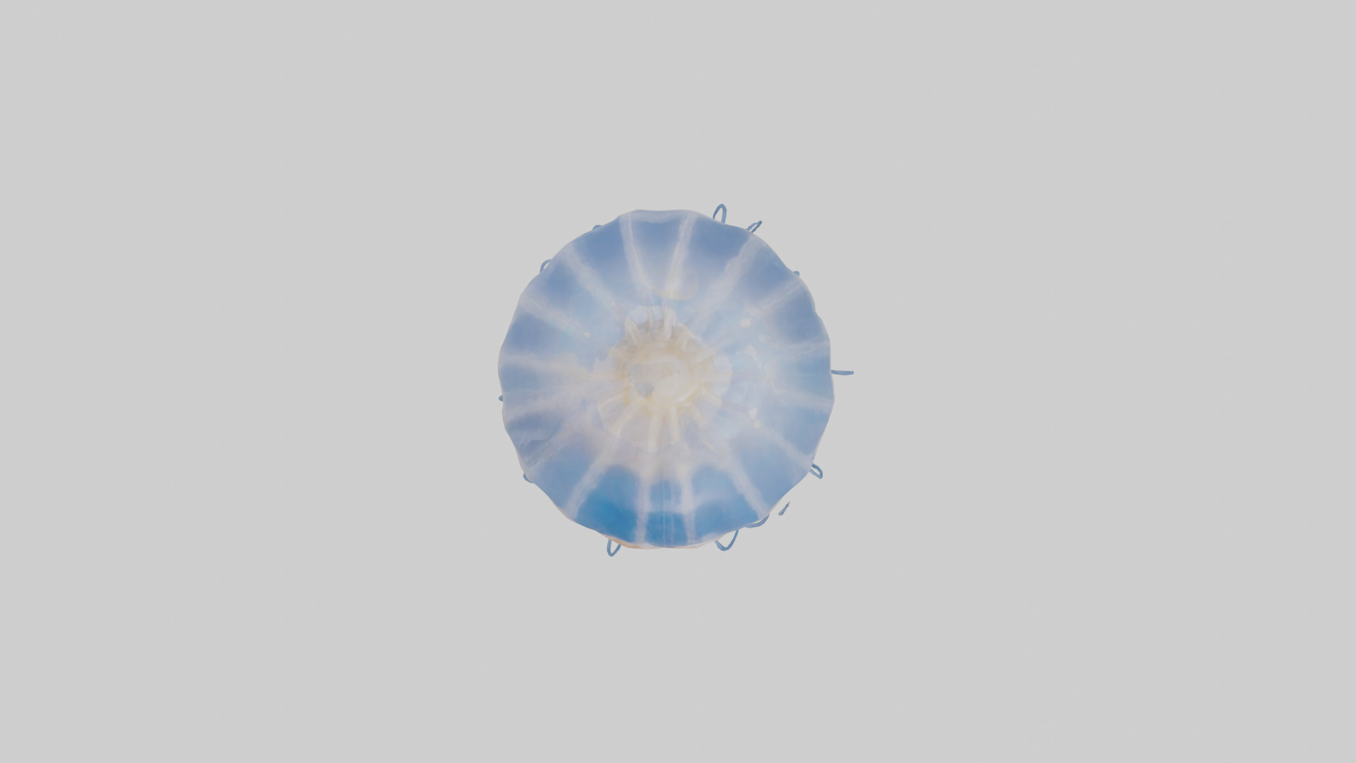 Jellyfish Skeleton model Low-poly 3D model_14