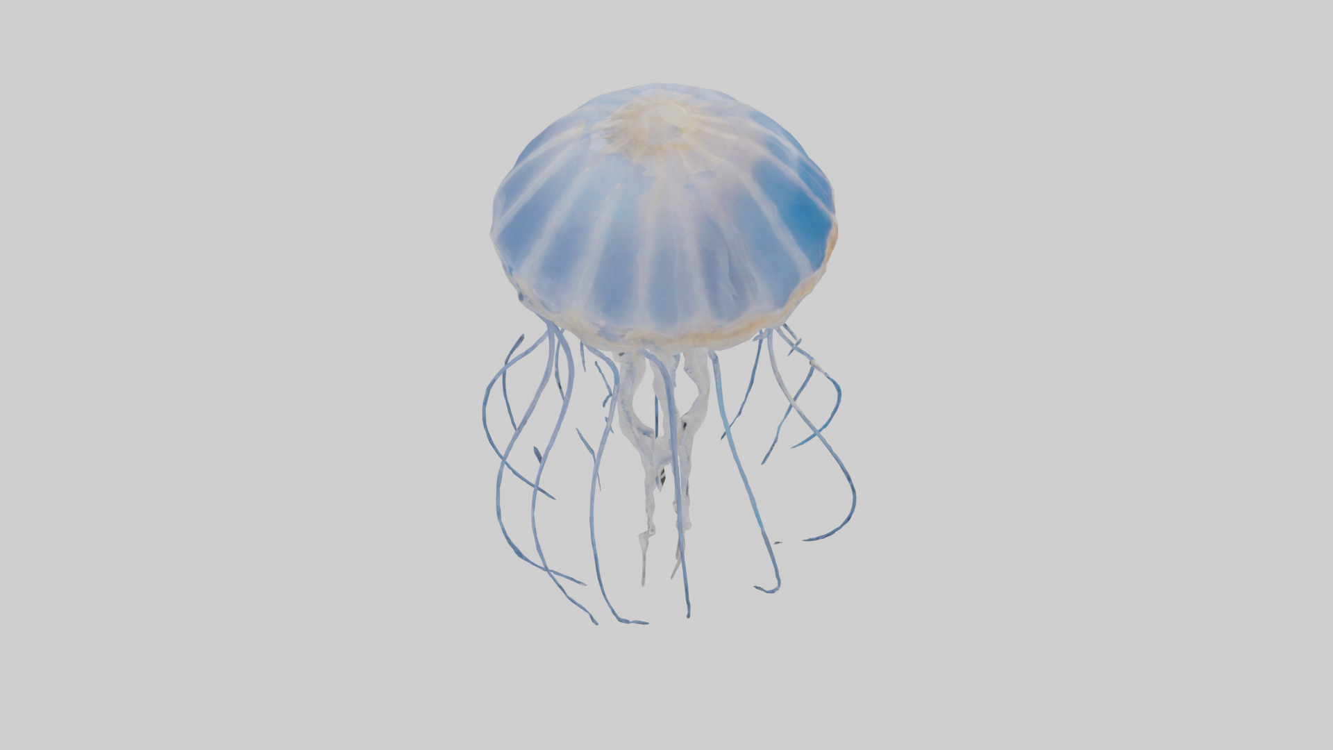 Jellyfish Skeleton model Low-poly 3D model_18