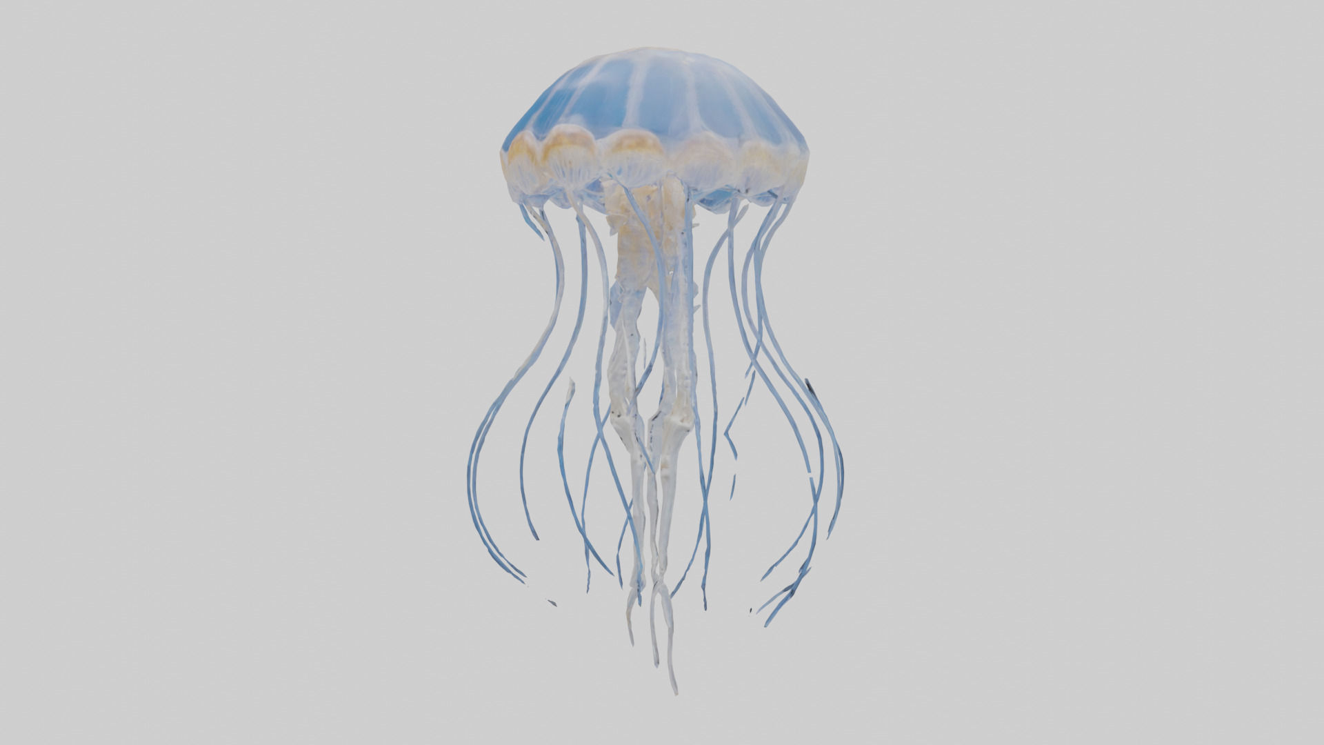 Jellyfish Skeleton model Low-poly 3D model_8