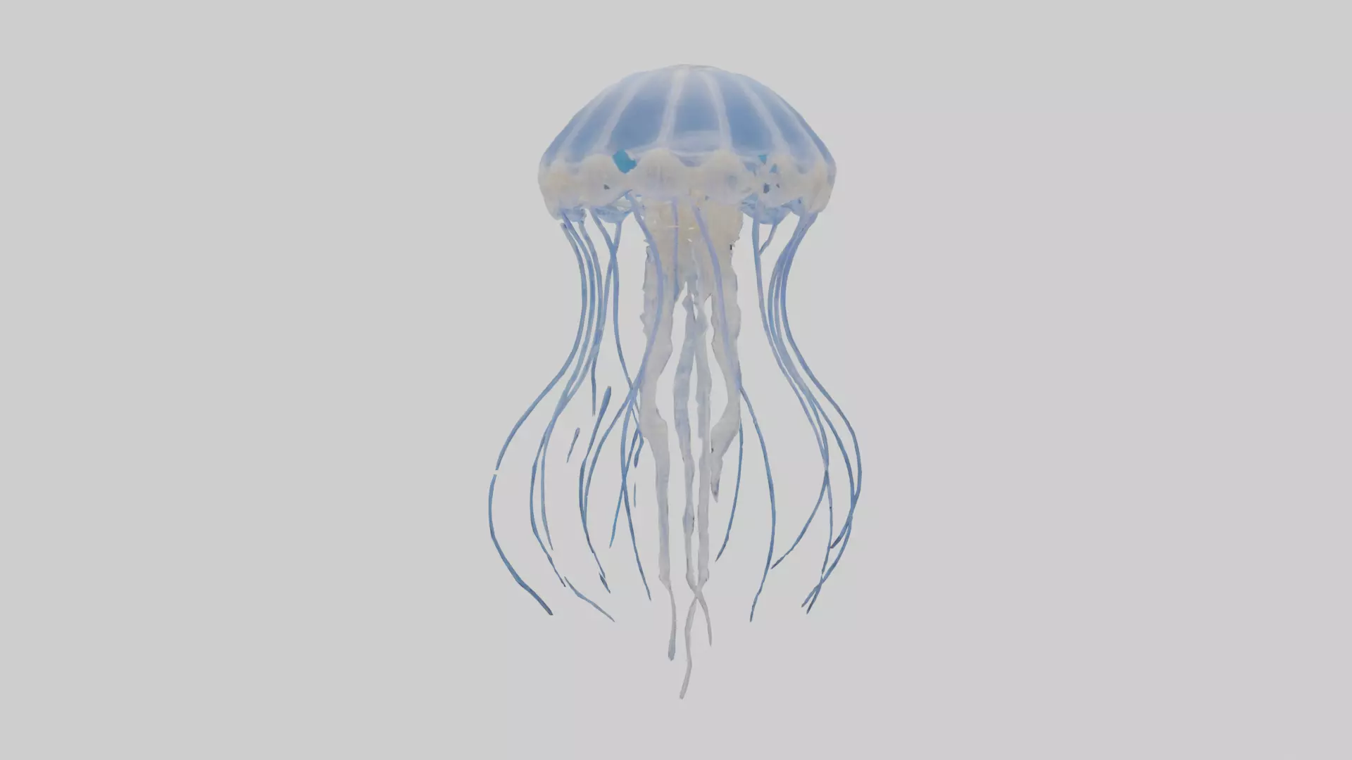 Jellyfish Skeleton model Low-poly 3D model_0