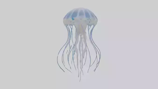 Jellyfish Skeleton model