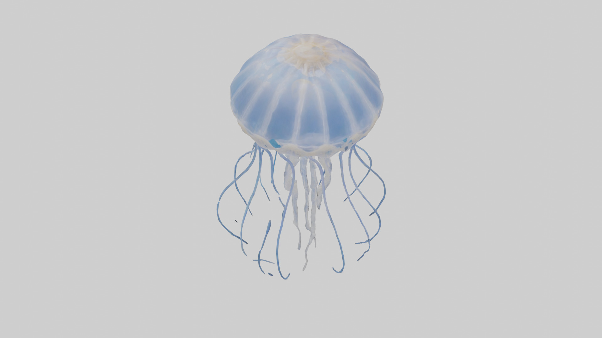 Jellyfish Skeleton model Low-poly 3D model_15