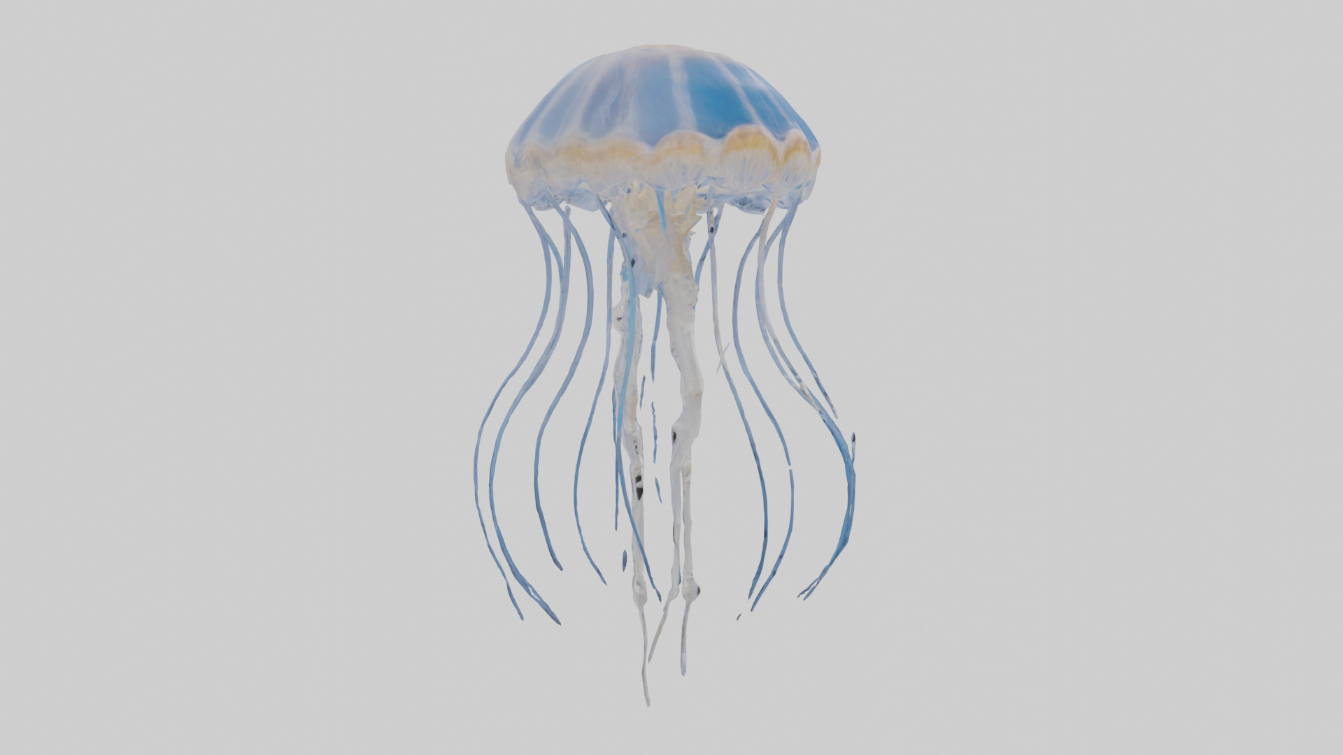 Jellyfish Skeleton model Low-poly 3D model_11