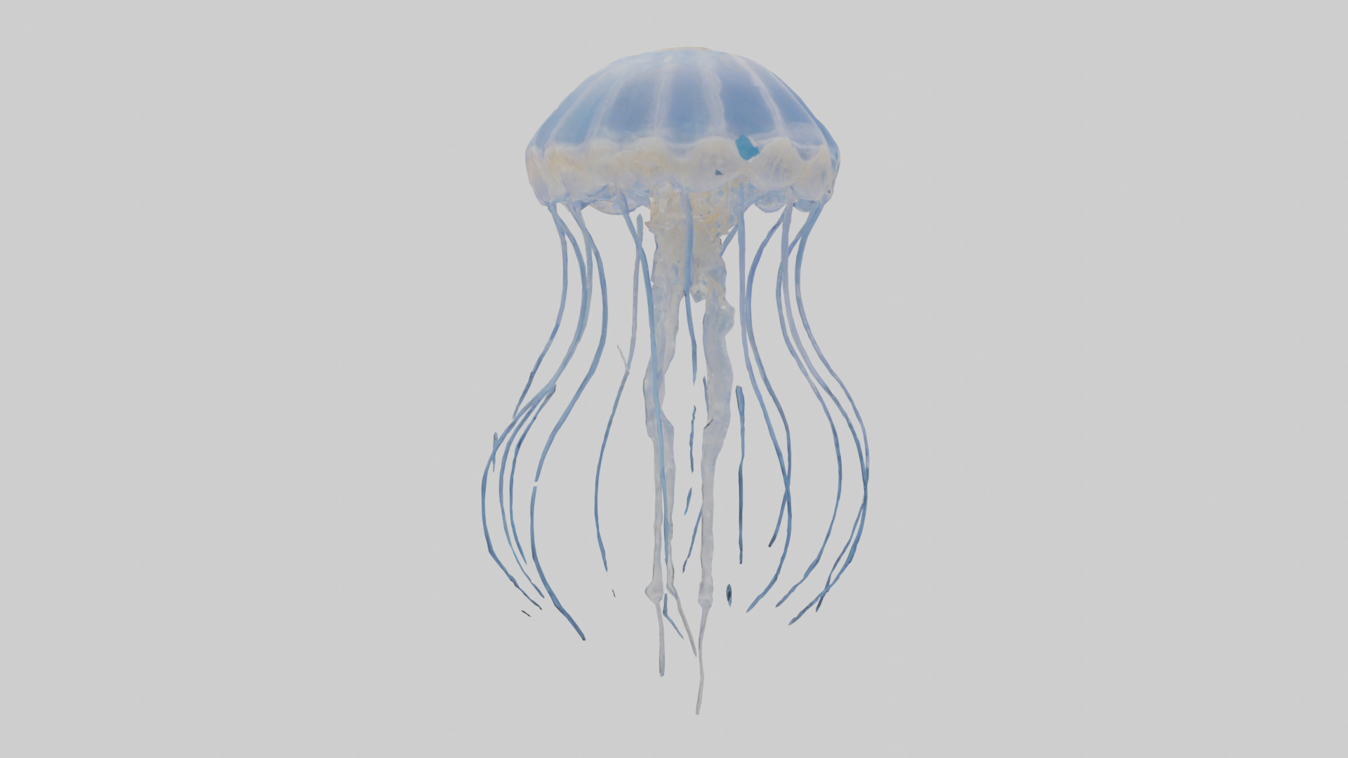 Jellyfish Skeleton model Low-poly 3D model_1