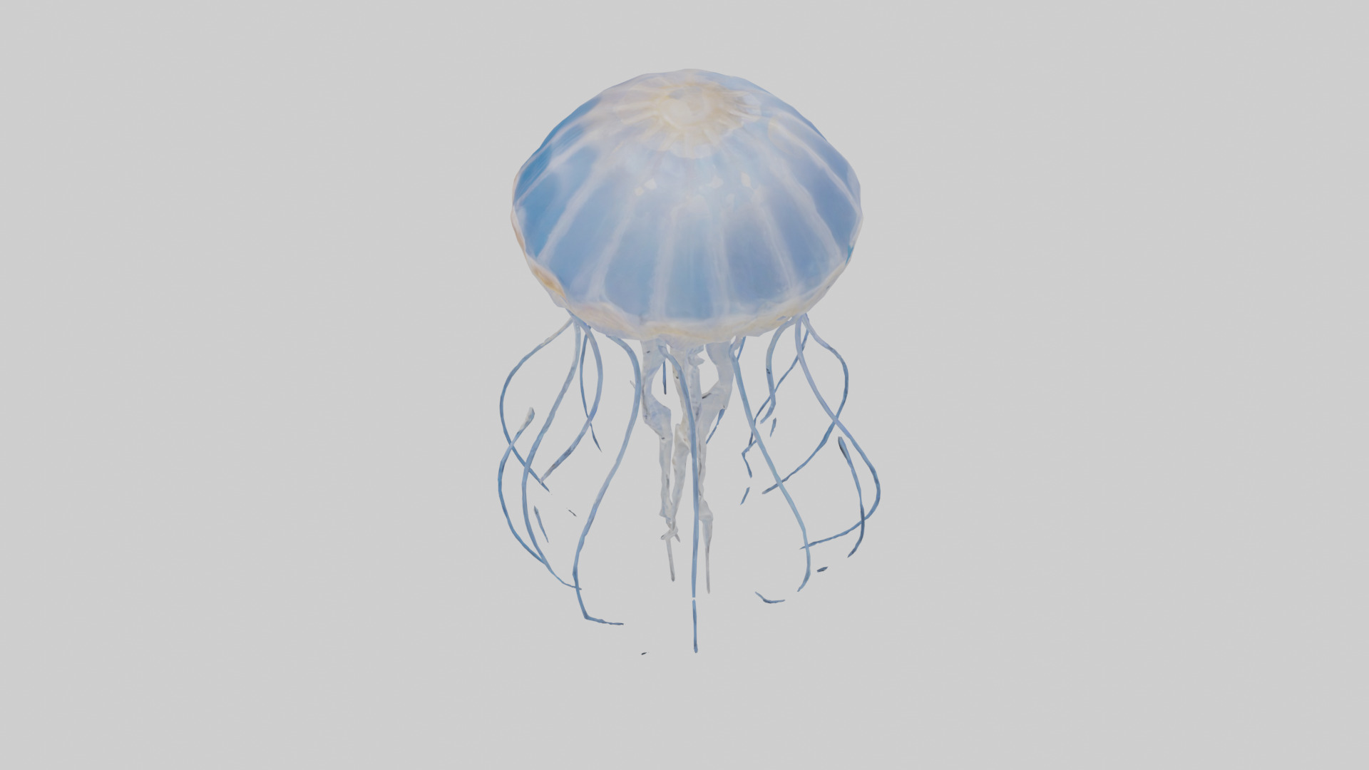 Jellyfish Skeleton model Low-poly 3D model_17