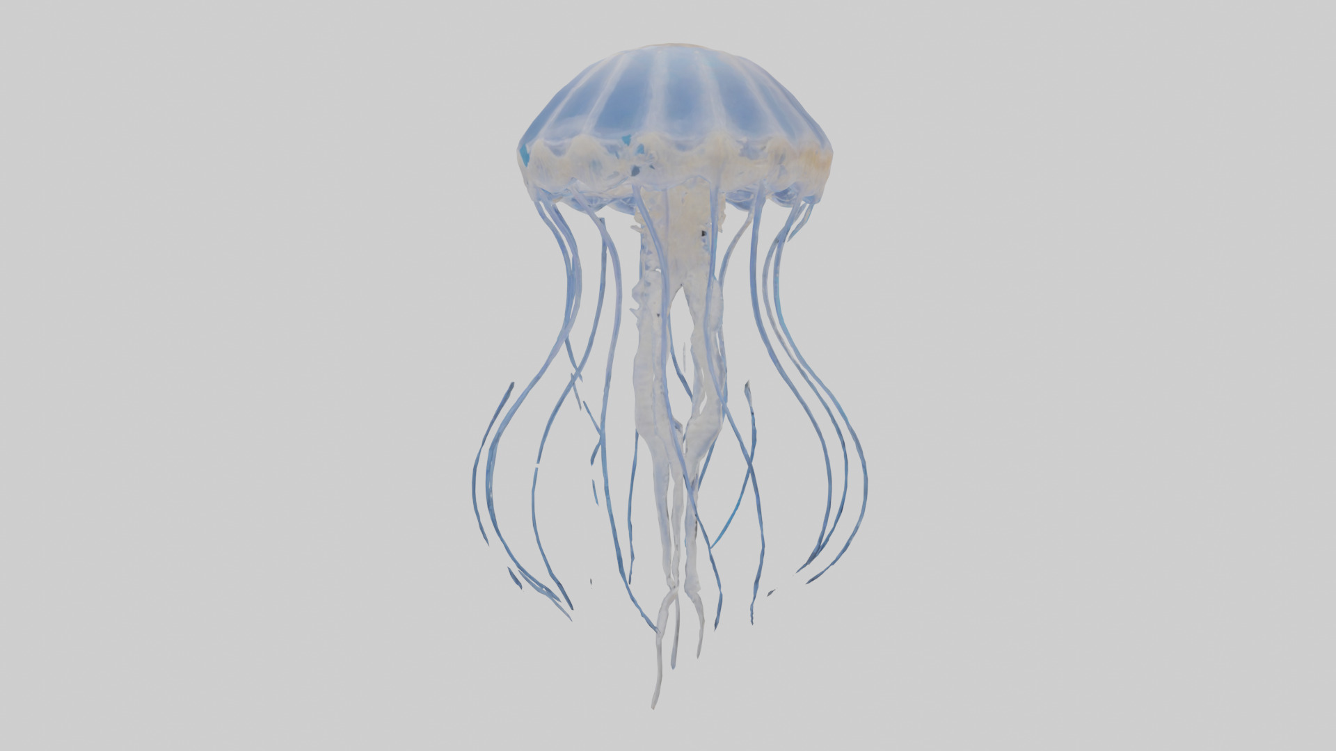 Jellyfish Skeleton model Low-poly 3D model_2