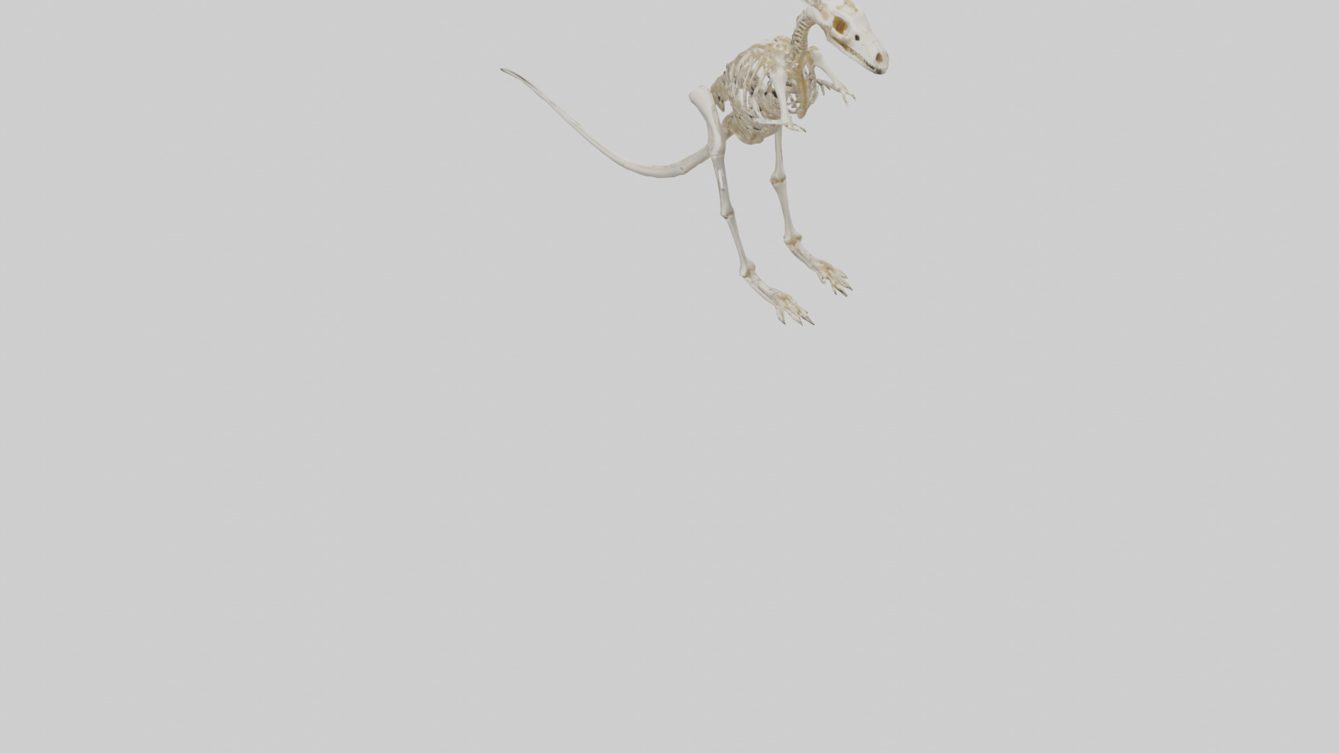 Kangaroo Skeleton model Low-poly 3D model_4